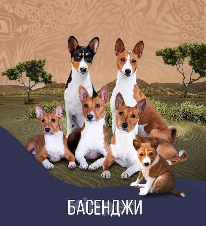 Собаки в Нижнем Новгороде: Щенок басенджи  Девочка, Бесплатно - фото 3