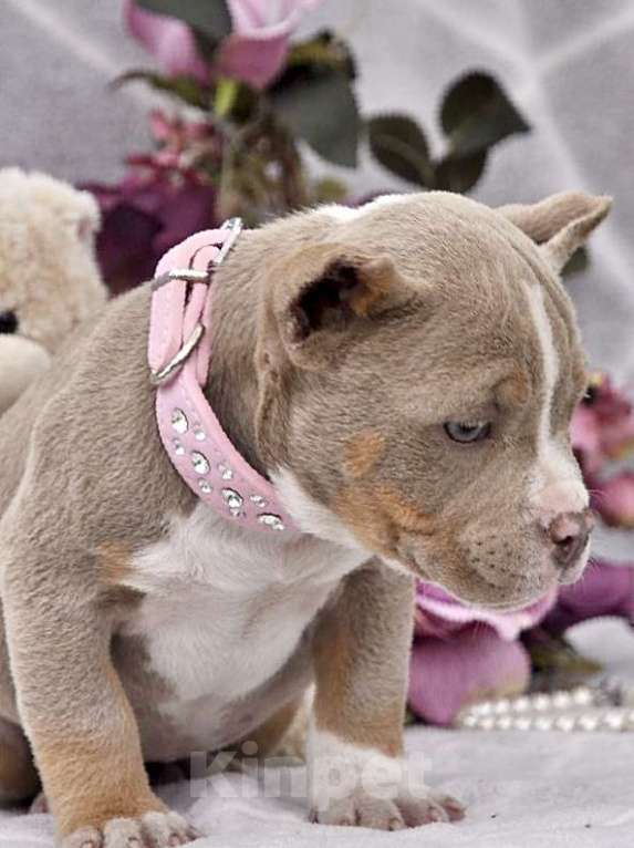 Собаки в Москве: Девочка американский булли Девочка, 80 000 руб. - фото 2