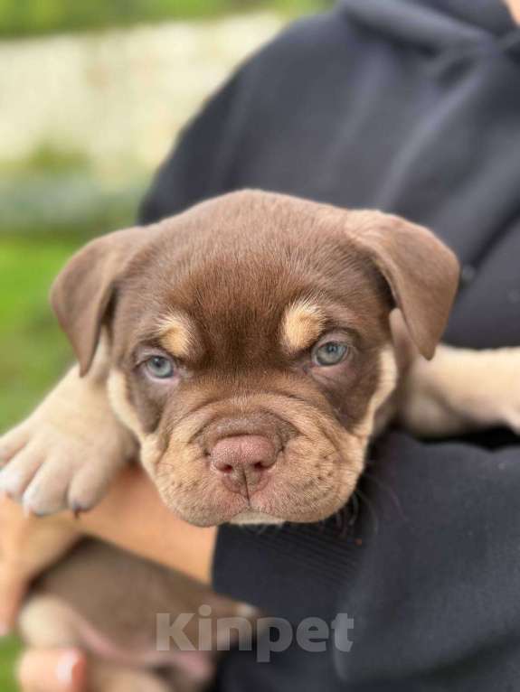 Собаки в Александрове: Предлагаются верные компаньоны и друзья щенки американских булли Мальчик, 120 000 руб. - фото 3