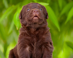 Собаки в Челябинске: Шоколадный кобель лабрадора -ретривера 1 месяц Мальчик, 40 000 руб. - фото 4