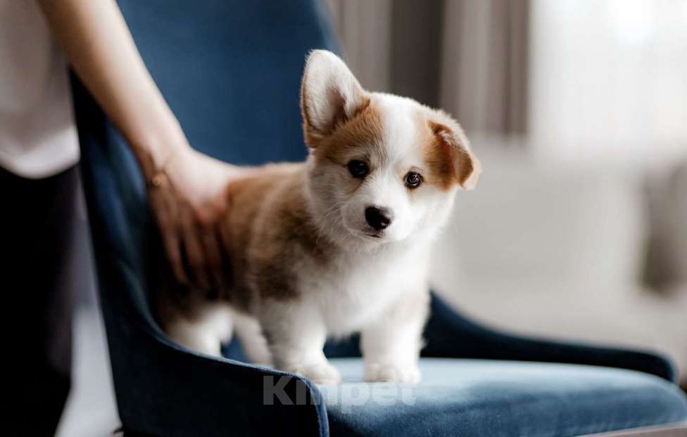 Собаки в Москве: вельш корги пемброк щенок Мальчик, 80 000 руб. - фото 4