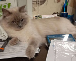 Кошки в Йошкаре-Оле: Котята породы Невская маскарадная Мальчик, 8 000 руб. - фото 8