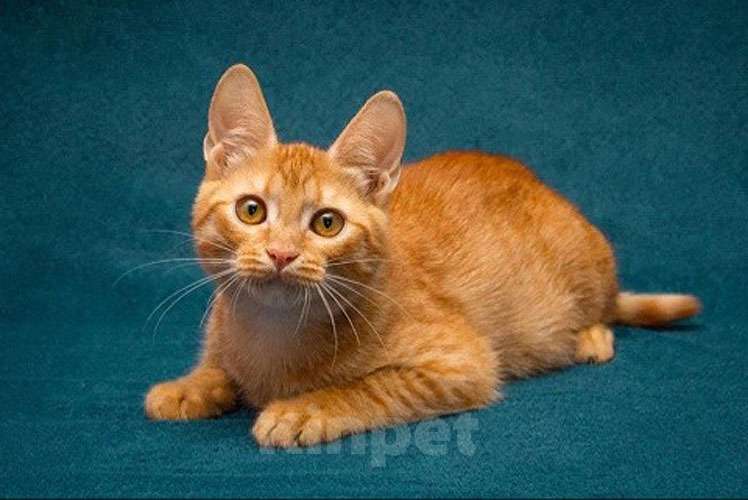 Кошки в Москве: Рыженькое солнышко Юна,чудесный ласковый котенок в добрые руки Девочка, 10 руб. - фото 4