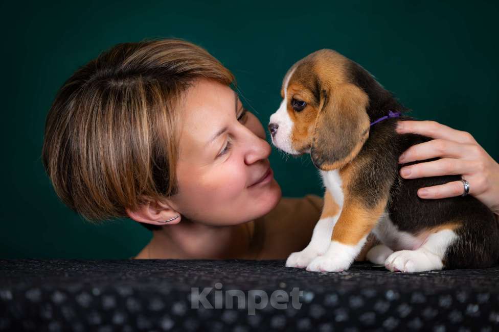 Собаки в Москве: Щенок Бигля питомник РКФ Мальчик, 70 000 руб. - фото 6