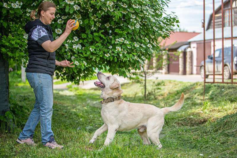 Собаки в Москве: Лабрадор Сева в добрые руки Мальчик, Бесплатно - фото 5