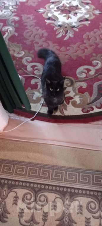 Кошки в Новосибирске: Котенок Мейн-кун Мальчик, 5 000 руб. - фото 3