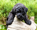 Собаки в Москве: Шикарный щенок Русского Черного Терьера Мальчик, 70 000 руб. - фото 5