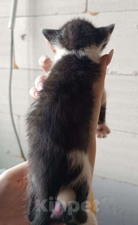 Кошки в других городах Московской области: Милый ласковый котик в добрые ручки Мальчик, Бесплатно - фото 3