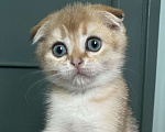 Кошки в Москве: Шотландские вислоухие котята Scottish Fold Мальчик, 35 000 руб. - фото 1
