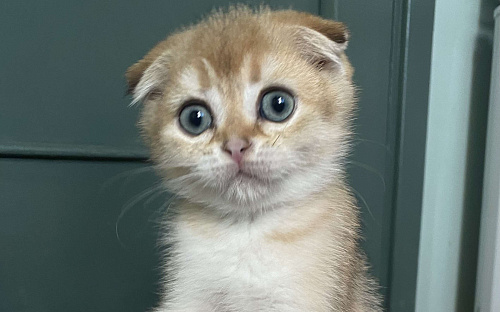 Шотландские вислоухие котята Scottish Fold