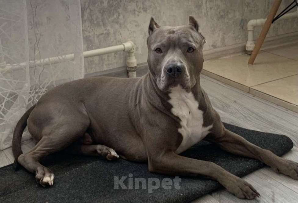 Собаки в Обнинске: Щенок Мальчик, 15 000 руб. - фото 5