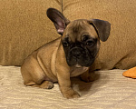 Собаки в Санкт-Петербурге: Очаровательная девочка французского бульдога  Девочка, 45 000 руб. - фото 5