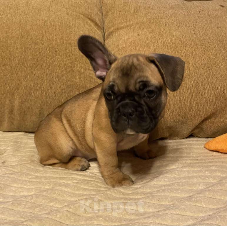 Собаки в Санкт-Петербурге: Очаровательная девочка французского бульдога  Девочка, 45 000 руб. - фото 5