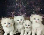 Кошки в Нижнем Новгороде: Рэгдолл котята Девочка, 56 000 руб. - фото 1