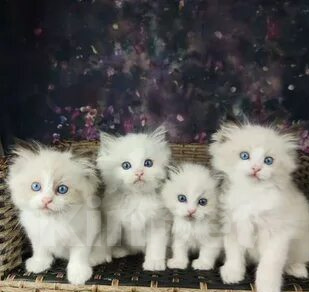 Кошки в Нижнем Новгороде: Рэгдолл котята Девочка, 56 000 руб. - фото 1