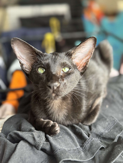 Ориентальный котек