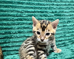 Кошки в Москве: Бенгальские котята Мальчик, 25 000 руб. - фото 3