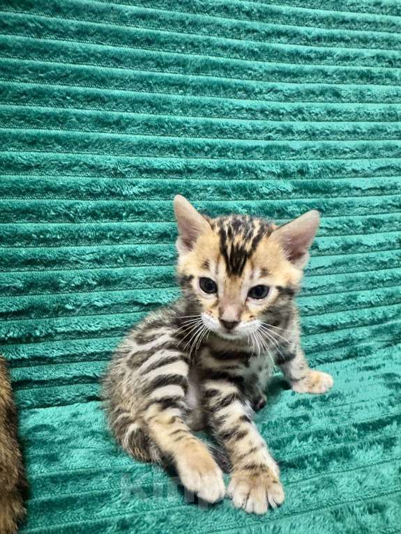 Кошки в Москве: Бенгальские котята Мальчик, 25 000 руб. - фото 3