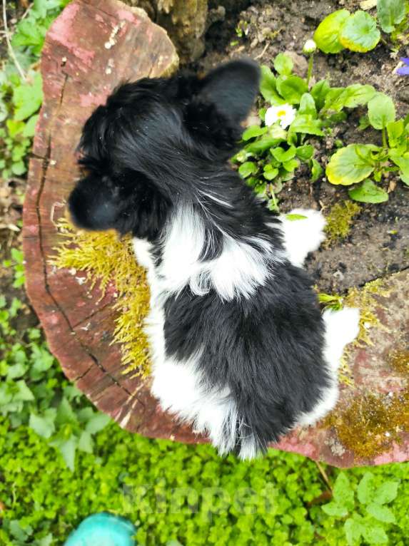 Собаки в Пушкино: Девочка бивер РКФ Девочка, 25 000 руб. - фото 2