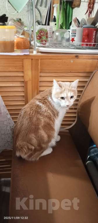 Кошки в Волгограде: Курильский бобтейл Корниола  Девочка, 1 000 руб. - фото 1