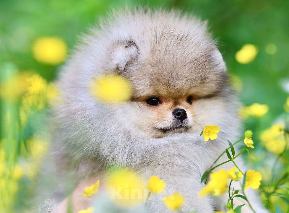 Собаки в Москве: Мальчик померанского шпица медвежьего типа Мальчик, 130 000 руб. - фото 2