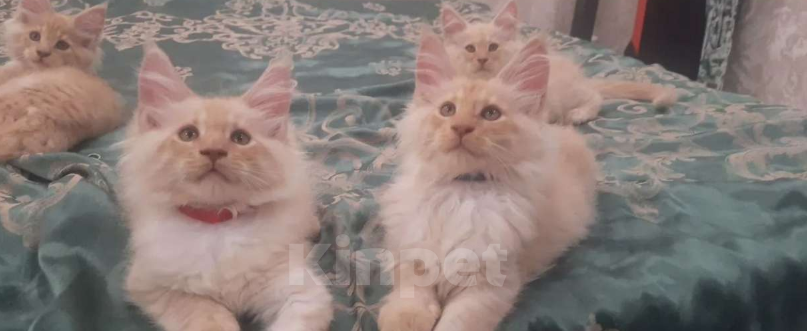 Кошки в Мытищах: Котята менкун Девочка, 15 000 руб. - фото 1