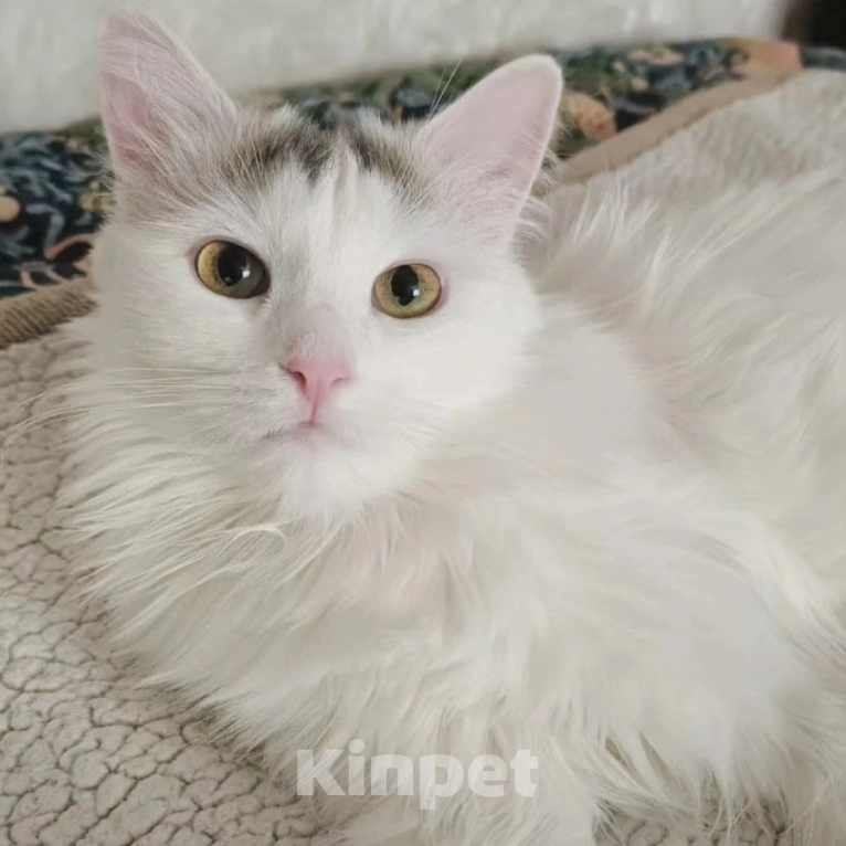 Кошки в Москве: Котенок Бяша хочет стать домашним Мальчик, Бесплатно - фото 3