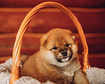 Собаки в Москве: Малыш сиба для бронирования Мальчик, 80 000 руб. - фото 1