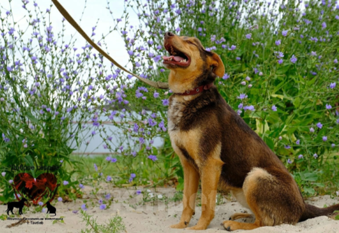 Собаки в Тамбове: Пампушка  Девочка, Бесплатно - фото 3