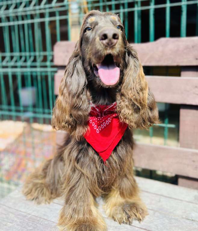 Собаки в других городах Ставропольского края: Английский Кокер спаниель  Девочка, 20 000 руб. - фото 6