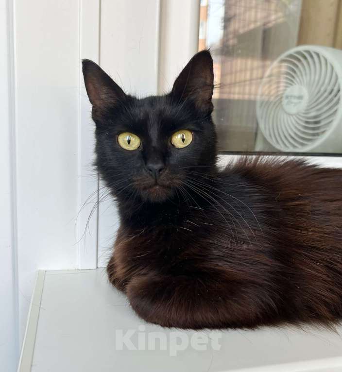 Кошки в Москве: Кошечка Николь - стройняшка в эбонитовой шубке в добрые руки Девочка, Бесплатно - фото 8