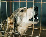Собаки в Москве: Расстрелянная Айза со щенками из Дагестана ищут дом Девочка, 10 руб. - фото 2