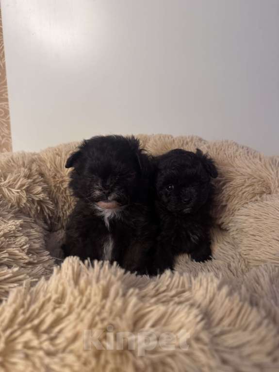 Собаки в Воронеже: Девочки мальтипу Девочка, 90 000 руб. - фото 3