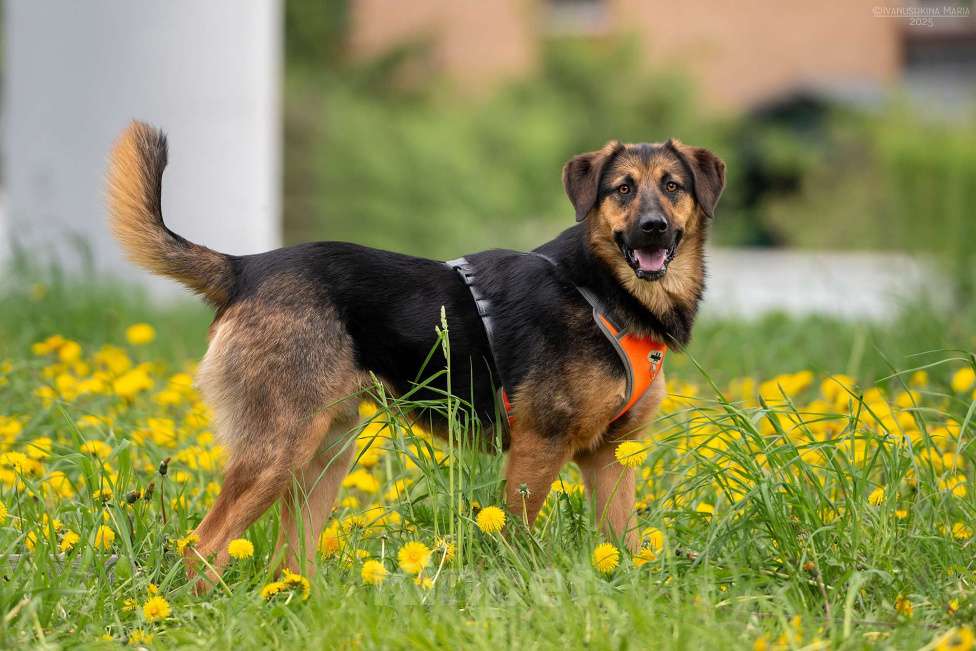 Собаки в Москве: Мэсси - ваш персоналный псыночка корзиночка Мальчик, Бесплатно - фото 5