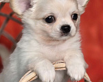 Собаки в Челябинске: Мальчик чихуахуа Мальчик, Бесплатно - фото 4