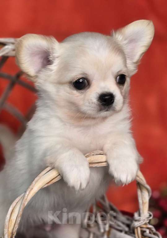 Собаки в Челябинске: Мальчик чихуахуа Мальчик, Бесплатно - фото 4