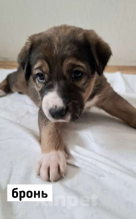 Собаки в Екатеринбурге: щенята в самую ответственную семью Мальчик, 1 000 руб. - фото 6