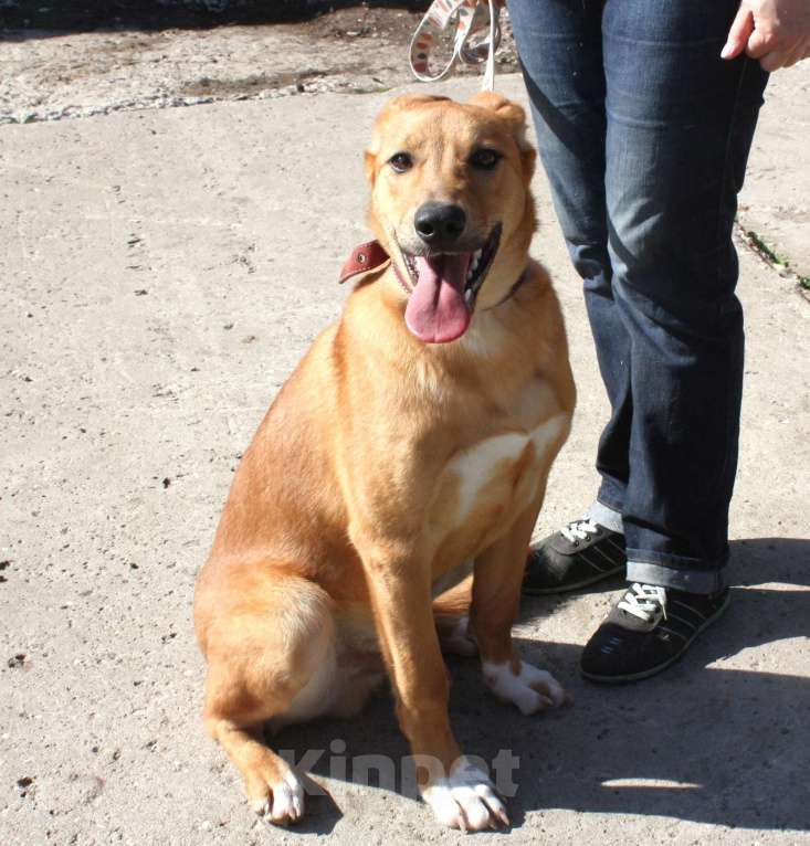 Собаки в Москве: Красавчик Лео очень хочет домой Мальчик, Бесплатно - фото 5