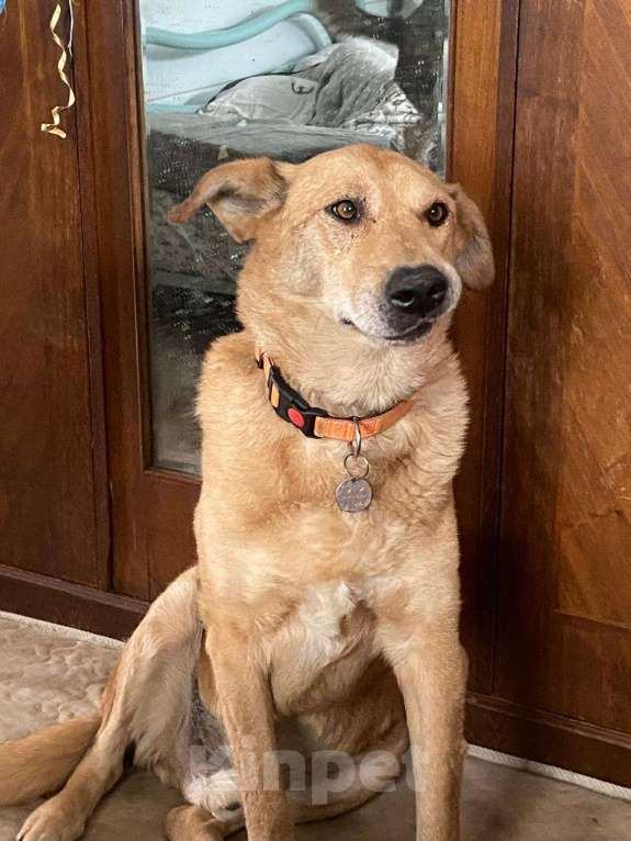 Собаки в других городах Московской области: Одиссей ищет гавань Мальчик, Бесплатно - фото 6