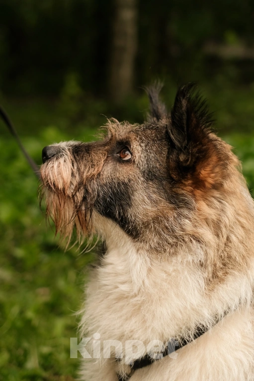 Собаки в Санкт-Петербурге: Элис из приюта в добрые руки Девочка, Бесплатно - фото 6
