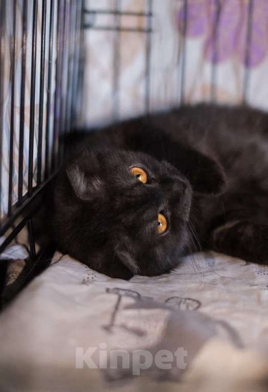 Кошки в Санкт-Петербурге: Лилу из приюта ищет дом Девочка, Бесплатно - фото 4