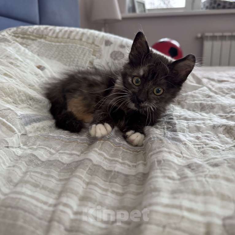 Кошки в Москве: Котенок в добрые руки Девочка, Бесплатно - фото 1