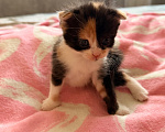 Кошки в Рыбном: Отдам бесплатно шотландских котят Девочка, Бесплатно - фото 6