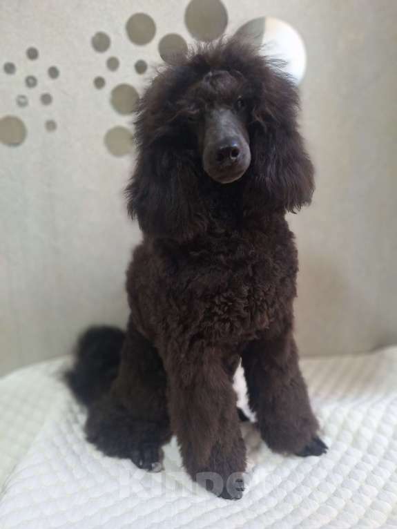 Собаки в Санкт-Петербурге: Пудель средний,щенок Девочка, 110 000 руб. - фото 4