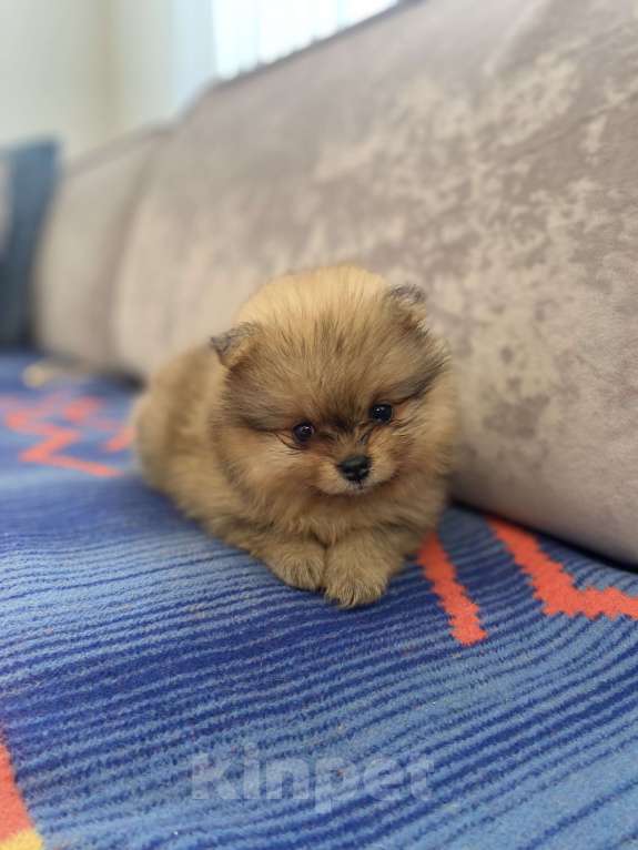 Собаки в Нижнем Новгороде: Шпицуля красотуля Девочка, 30 000 руб. - фото 2