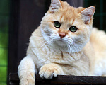 Кошки в Москве: Продается котенок мальчик золотая шиншилла Мальчик, 25 000 руб. - фото 4