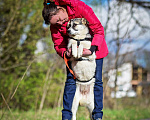 Собаки в Домодедово: Веста - лайка метис 11 мес. девочка Девочка, 1 руб. - фото 8