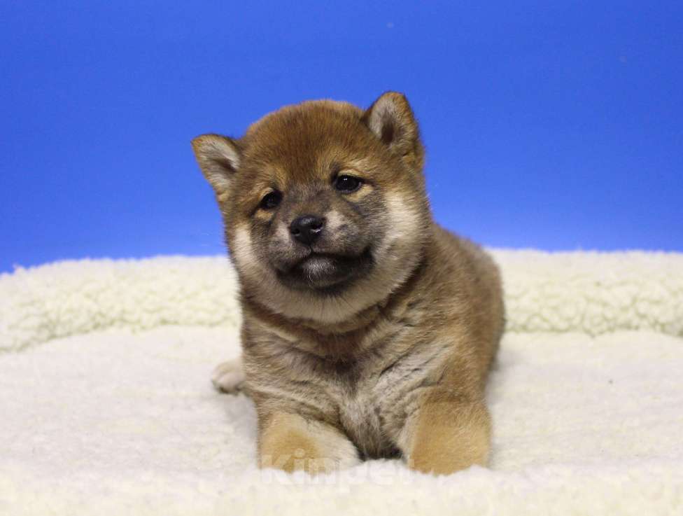 Собаки в Москве: Щенки сиба ину Девочка, 40 000 руб. - фото 1