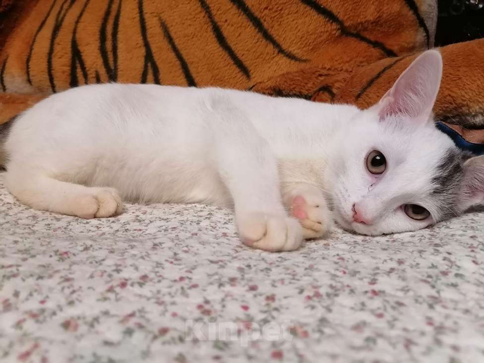 Кошки в Москве: Котёнок в добрые руки  Девочка, Бесплатно - фото 1