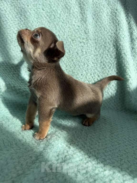 Собаки в Ижевске: Щенок чихуахуа Мальчик, 70 000 руб. - фото 6
